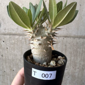 【現品限り】パキポディウム・デンシフローラム【T7】 Pachypodium densiflorum【植物】塊根植物 夏型 コーデックス