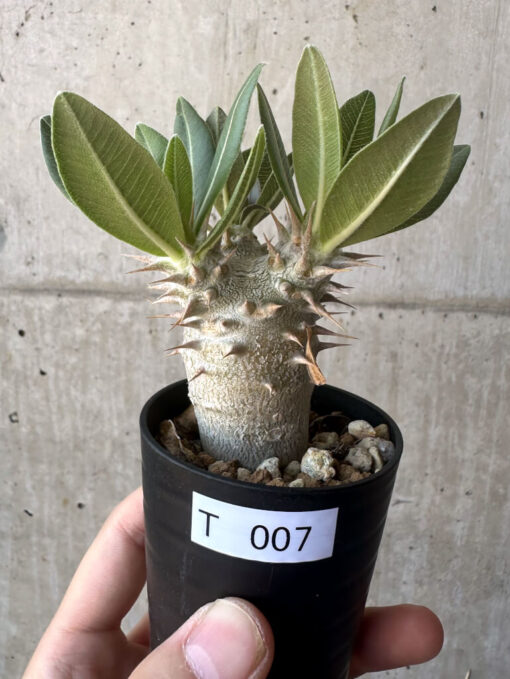 【現品限り】パキポディウム・デンシフローラム【T7】 Pachypodium densiflorum【植物】塊根植物 夏型 コーデックス