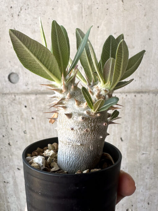 【現品限り】パキポディウム・デンシフローラム【T7】 Pachypodium densiflorum【植物】塊根植物 夏型 コーデックス - 画像 (3)