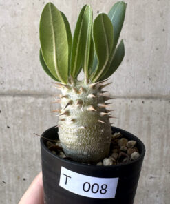 【現品限り】パキポディウム・デンシフローラム【T8】 Pachypodium densiflorum【植物】塊根植物 夏型 コーデックス