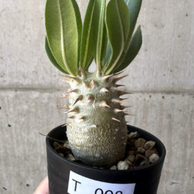 【現品限り】パキポディウム・デンシフローラム【T8】 Pachypodium densiflorum【植物】塊根植物 夏型 コーデックス