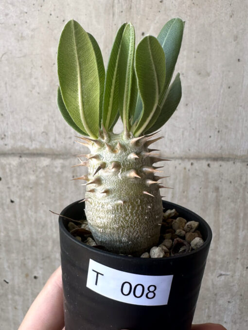 【現品限り】パキポディウム・デンシフローラム【T8】 Pachypodium densiflorum【植物】塊根植物 夏型 コーデックス