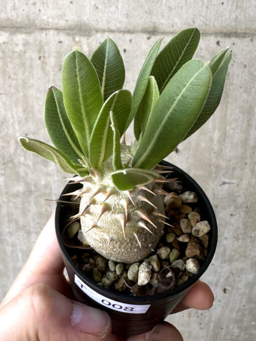 【現品限り】パキポディウム・デンシフローラム【T8】 Pachypodium densiflorum【植物】塊根植物 夏型 コーデックス - 画像 (2)