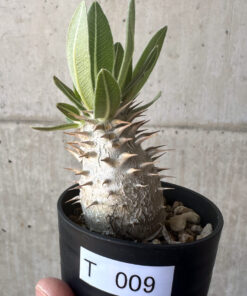 【現品限り】パキポディウム・デンシフローラム【T9】 Pachypodium densiflorum【植物】塊根植物 夏型 コーデックス