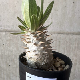 【現品限り】パキポディウム・デンシフローラム【T9】 Pachypodium densiflorum【植物】塊根植物 夏型 コーデックス