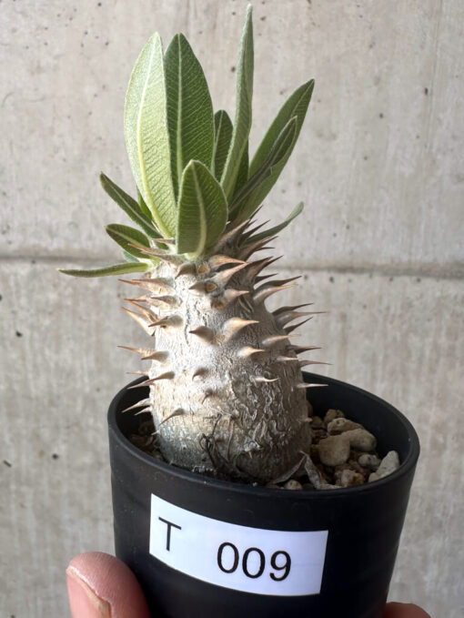 【現品限り】パキポディウム・デンシフローラム【T9】 Pachypodium densiflorum【植物】塊根植物 夏型 コーデックス