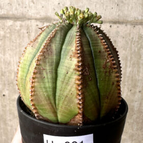 【現品限り】ユーフォルビア・オベサ【U1】 Euphorbia obesa【植物】塊根植物 夏型 コーデックス