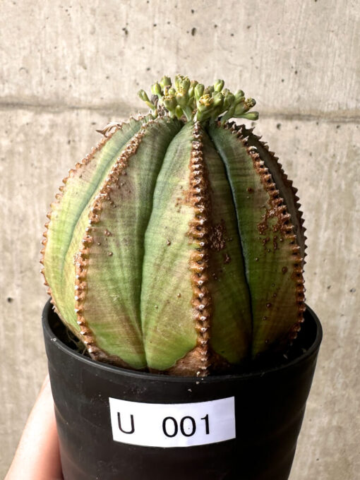 【現品限り】ユーフォルビア・オベサ【U1】 Euphorbia obesa【植物】塊根植物 夏型 コーデックス