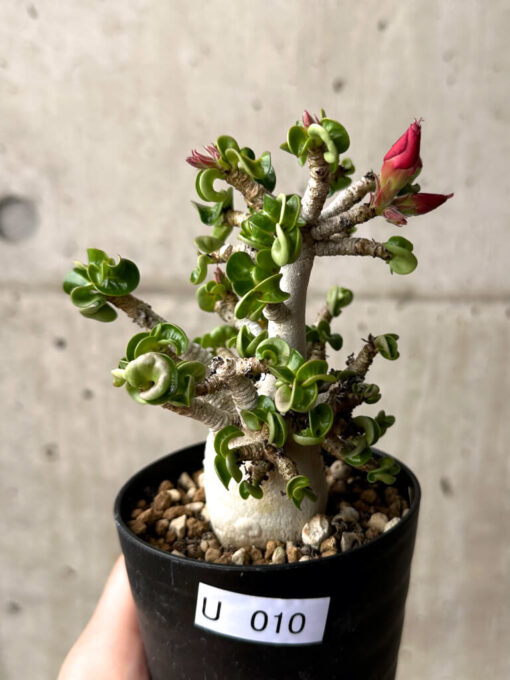【現品限り】アデニウム・DHA 大株 葉巻 美肌【U10】 Adenium DHA【植物】塊根植物 夏型 コーデックス