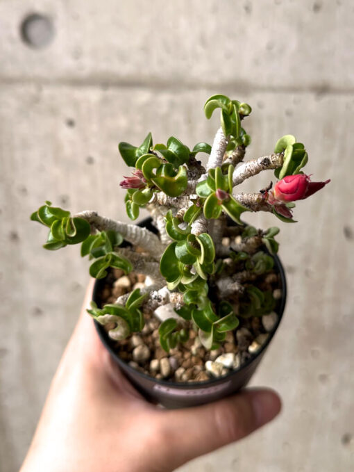 【現品限り】アデニウム・DHA 大株 葉巻 美肌【U10】 Adenium DHA【植物】塊根植物 夏型 コーデックス - 画像 (2)