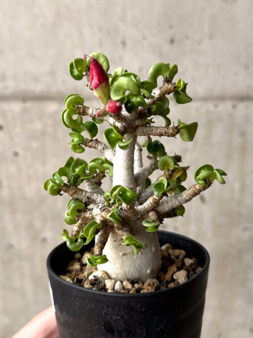 【現品限り】アデニウム・DHA 大株 葉巻 美肌【U10】 Adenium DHA【植物】塊根植物 夏型 コーデックス - 画像 (3)
