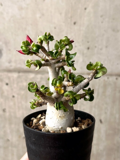 【現品限り】アデニウム・DHA 大株 葉巻 美肌【U10】 Adenium DHA【植物】塊根植物 夏型 コーデックス - 画像 (4)