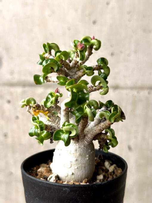 【現品限り】アデニウム・DHA 大株 葉巻 美肌【U10】 Adenium DHA【植物】塊根植物 夏型 コーデックス - 画像 (5)