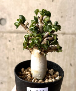 【現品限り】アデニウム・DHA 大株 葉巻 美肌【U11】 Adenium DHA【植物】塊根植物 夏型 コーデックス