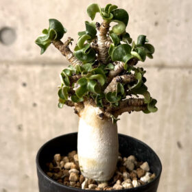 【現品限り】アデニウム・DHA 大株 葉巻 美肌【U11】 Adenium DHA【植物】塊根植物 夏型 コーデックス