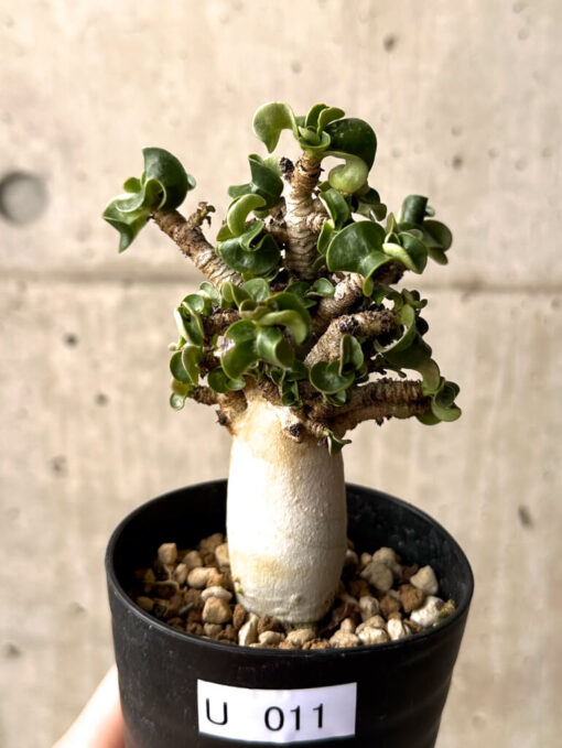 【現品限り】アデニウム・DHA 大株 葉巻 美肌【U11】 Adenium DHA【植物】塊根植物 夏型 コーデックス