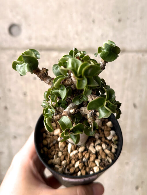【現品限り】アデニウム・DHA 大株 葉巻 美肌【U11】 Adenium DHA【植物】塊根植物 夏型 コーデックス - 画像 (2)