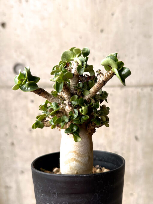 【現品限り】アデニウム・DHA 大株 葉巻 美肌【U11】 Adenium DHA【植物】塊根植物 夏型 コーデックス - 画像 (4)