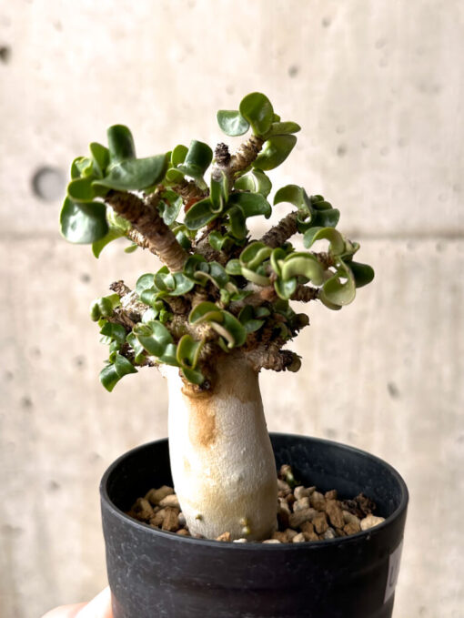 【現品限り】アデニウム・DHA 大株 葉巻 美肌【U11】 Adenium DHA【植物】塊根植物 夏型 コーデックス - 画像 (5)