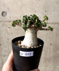 【現品限り】アデニウム・DHA 大株 葉巻 美肌【U12】 Adenium DHA【植物】塊根植物 夏型 コーデックス