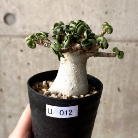 【現品限り】アデニウム・DHA 大株 葉巻 美肌【U12】 Adenium DHA【植物】塊根植物 夏型 コーデックス