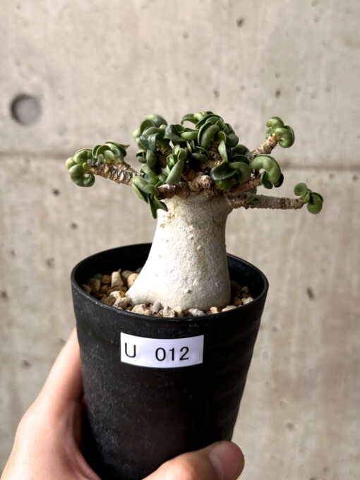 【現品限り】アデニウム・DHA 大株 葉巻 美肌【U12】 Adenium DHA【植物】塊根植物 夏型 コーデックス