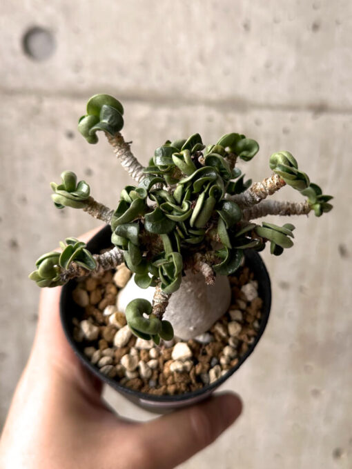 【現品限り】アデニウム・DHA 大株 葉巻 美肌【U12】 Adenium DHA【植物】塊根植物 夏型 コーデックス - 画像 (2)
