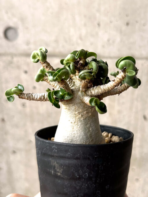 【現品限り】アデニウム・DHA 大株 葉巻 美肌【U12】 Adenium DHA【植物】塊根植物 夏型 コーデックス - 画像 (4)