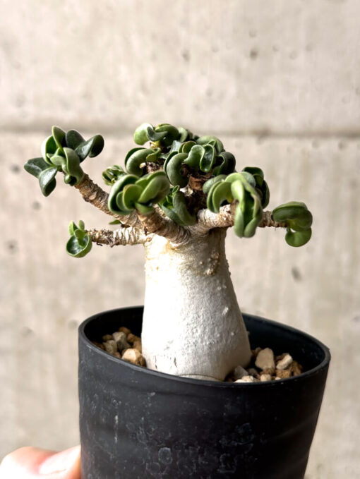 【現品限り】アデニウム・DHA 大株 葉巻 美肌【U12】 Adenium DHA【植物】塊根植物 夏型 コーデックス - 画像 (5)