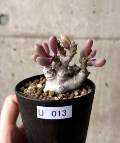 【現品限り】オトンナ・クラビフォリア【U13】 Othonna clavifolia【植物】塊根植物 夏型 コーデックス