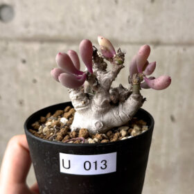 【現品限り】オトンナ・クラビフォリア【U13】 Othonna clavifolia【植物】塊根植物 夏型 コーデックス