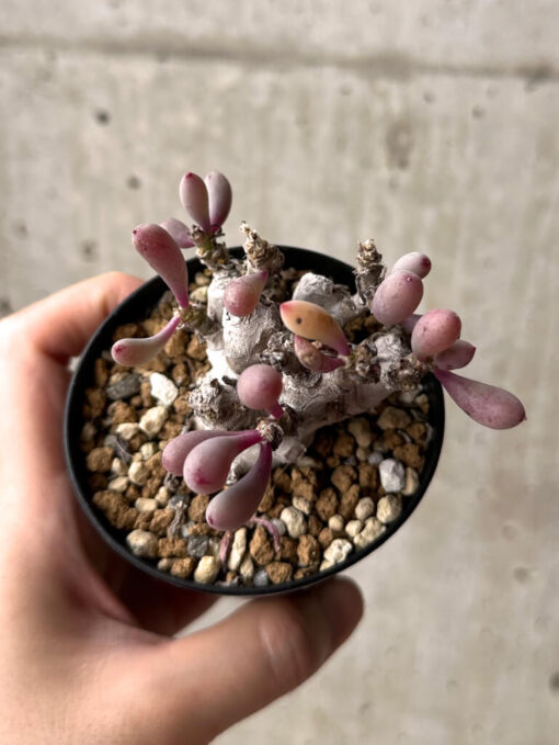 【現品限り】オトンナ・クラビフォリア【U13】 Othonna clavifolia【植物】塊根植物 夏型 コーデックス - 画像 (2)