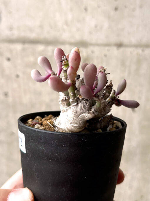 【現品限り】オトンナ・クラビフォリア【U13】 Othonna clavifolia【植物】塊根植物 夏型 コーデックス - 画像 (3)