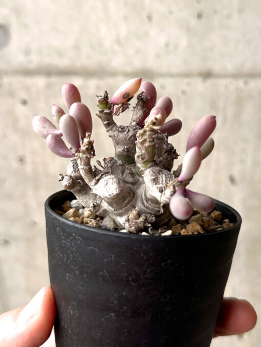 【現品限り】オトンナ・クラビフォリア【U13】 Othonna clavifolia【植物】塊根植物 夏型 コーデックス - 画像 (4)
