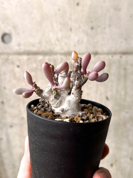 【現品限り】オトンナ・クラビフォリア【U13】 Othonna clavifolia【植物】塊根植物 夏型 コーデックス - 画像 (5)
