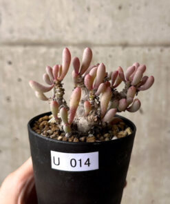 【現品限り】オトンナ・クラビフォリア【U14】 Othonna clavifolia【植物】塊根植物 夏型 コーデックス