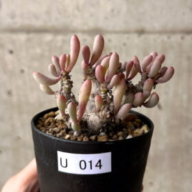【現品限り】オトンナ・クラビフォリア【U14】 Othonna clavifolia【植物】塊根植物 夏型 コーデックス