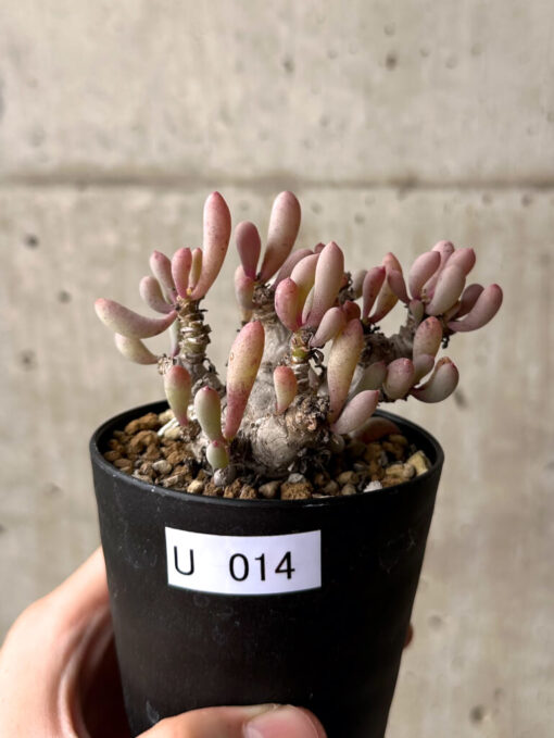 【現品限り】オトンナ・クラビフォリア【U14】 Othonna clavifolia【植物】塊根植物 夏型 コーデックス