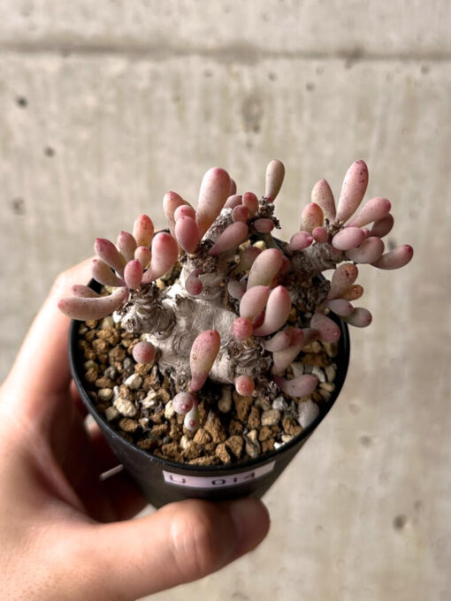 【現品限り】オトンナ・クラビフォリア【U14】 Othonna clavifolia【植物】塊根植物 夏型 コーデックス - 画像 (2)
