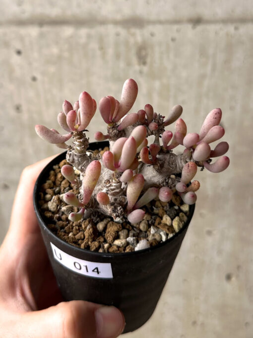 【現品限り】オトンナ・クラビフォリア【U14】 Othonna clavifolia【植物】塊根植物 夏型 コーデックス - 画像 (3)