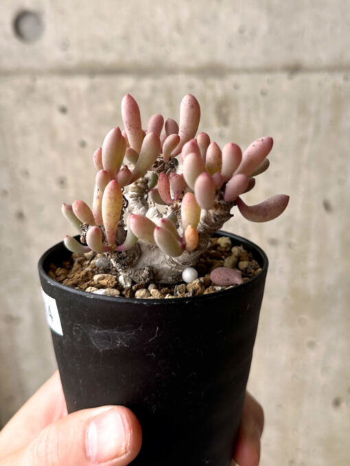 【現品限り】オトンナ・クラビフォリア【U14】 Othonna clavifolia【植物】塊根植物 夏型 コーデックス - 画像 (4)