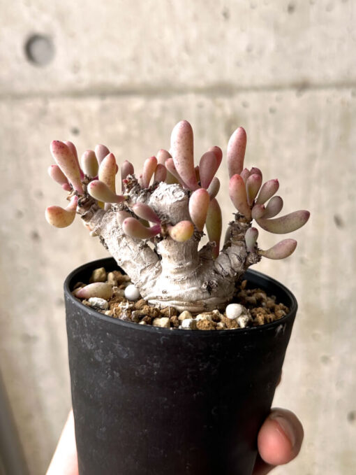 【現品限り】オトンナ・クラビフォリア【U14】 Othonna clavifolia【植物】塊根植物 夏型 コーデックス - 画像 (5)