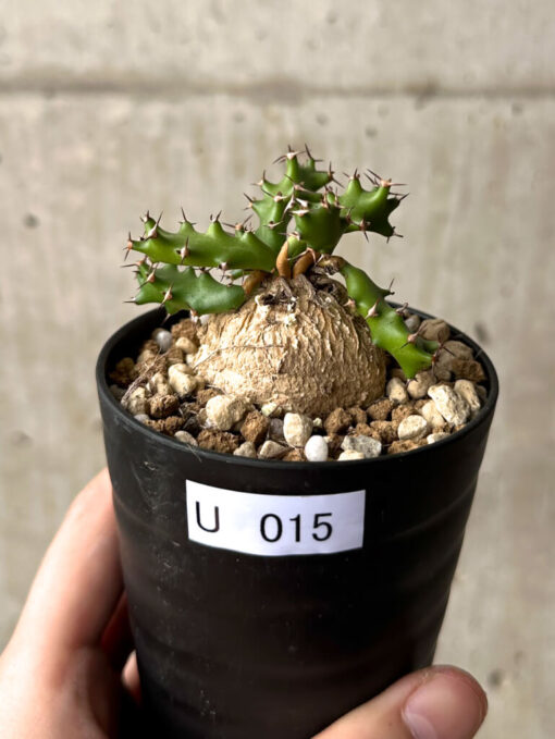 【現品限り】ユーフォルビア・スクアローサ 奇怪ヶ島【U15】 Euphorbia squarrosa【植物】塊根植物 夏型 コーデックス