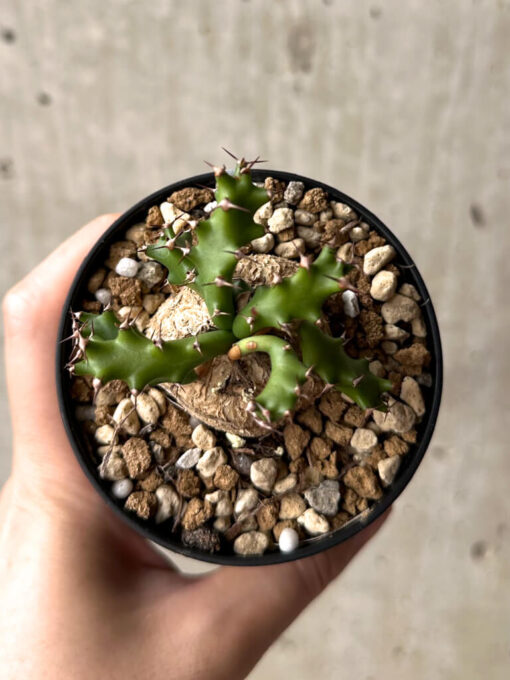 【現品限り】ユーフォルビア・スクアローサ 奇怪ヶ島【U15】 Euphorbia squarrosa【植物】塊根植物 夏型 コーデックス - 画像 (2)