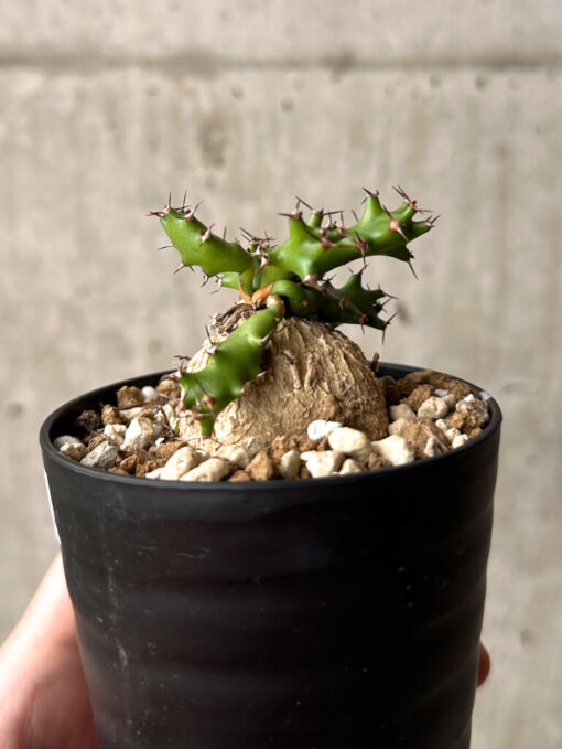 【現品限り】ユーフォルビア・スクアローサ 奇怪ヶ島【U15】 Euphorbia squarrosa【植物】塊根植物 夏型 コーデックス - 画像 (3)