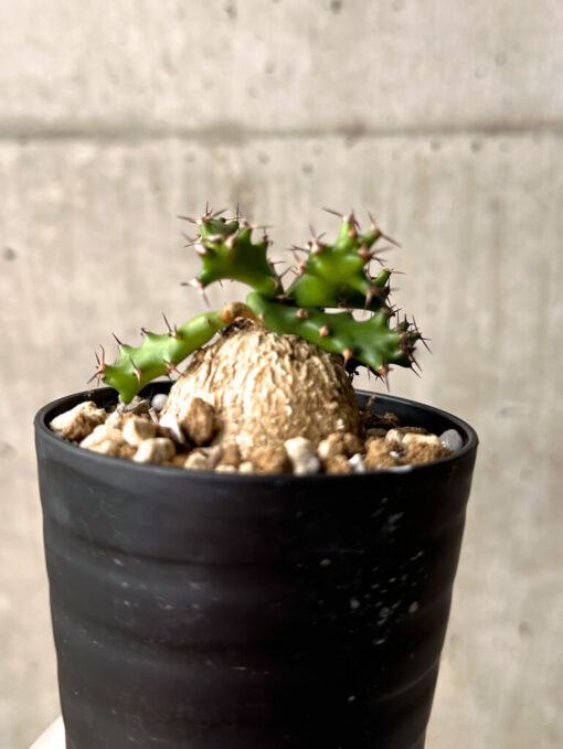【現品限り】ユーフォルビア・スクアローサ 奇怪ヶ島【U15】 Euphorbia squarrosa【植物】塊根植物 夏型 コーデックス - 画像 (4)