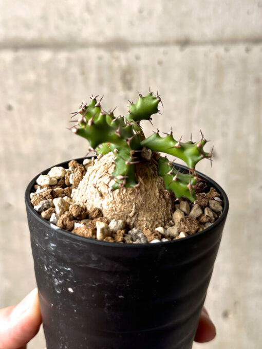 【現品限り】ユーフォルビア・スクアローサ 奇怪ヶ島【U15】 Euphorbia squarrosa【植物】塊根植物 夏型 コーデックス - 画像 (5)
