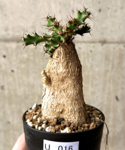 【現品限り】ユーフォルビア・スクアローサ 奇怪ヶ島【U16】 Euphorbia squarrosa【植物】塊根植物 夏型 コーデックス