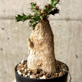 【現品限り】ユーフォルビア・スクアローサ 奇怪ヶ島【U16】 Euphorbia squarrosa【植物】塊根植物 夏型 コーデックス