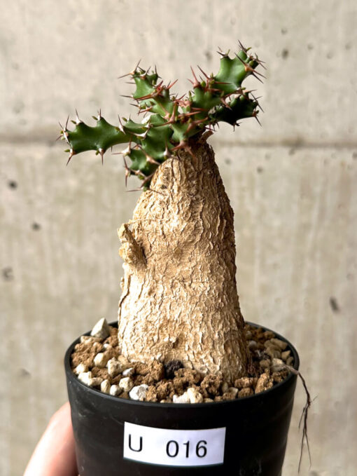 【現品限り】ユーフォルビア・スクアローサ 奇怪ヶ島【U16】 Euphorbia squarrosa【植物】塊根植物 夏型 コーデックス